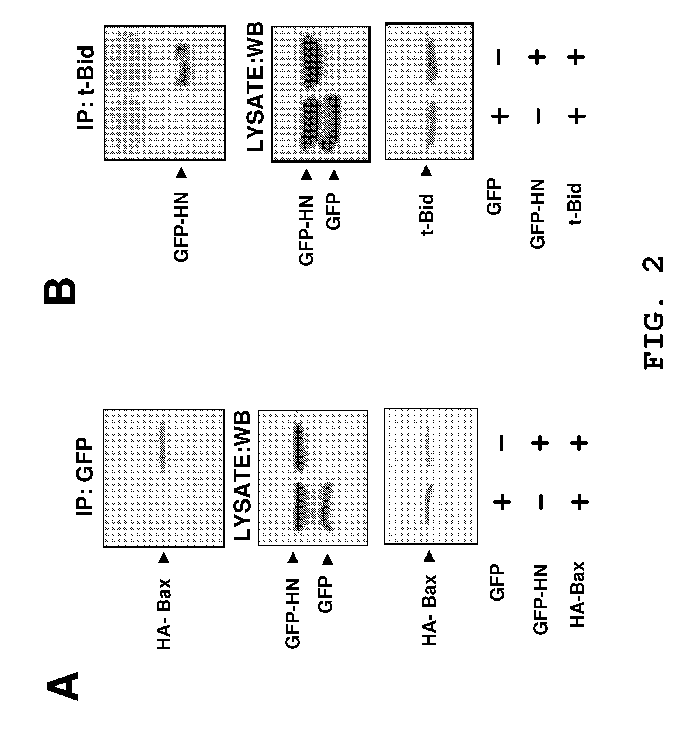 Methods for identifying modulators of apoptosis