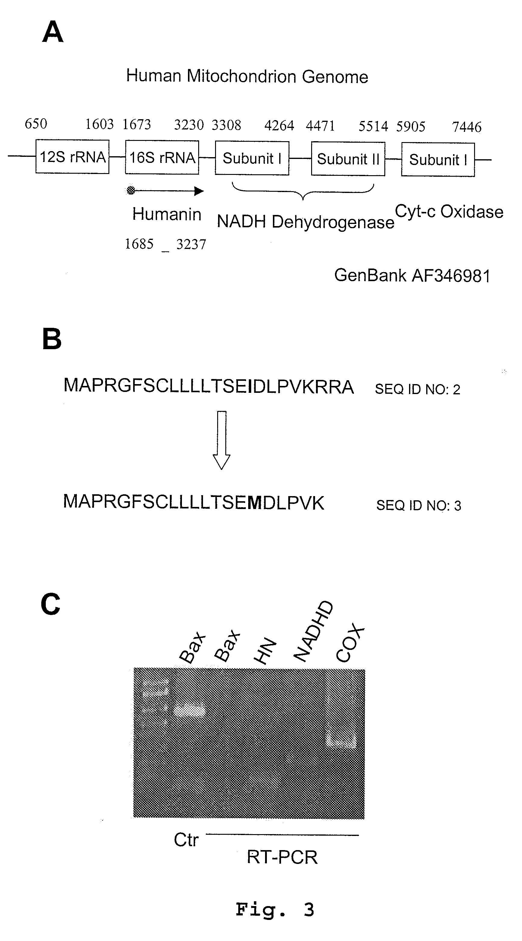 Methods for identifying modulators of apoptosis