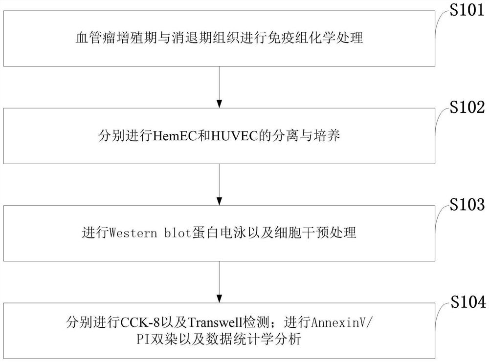 Application of glycolytic pathway key enzyme in infantile hemangioma