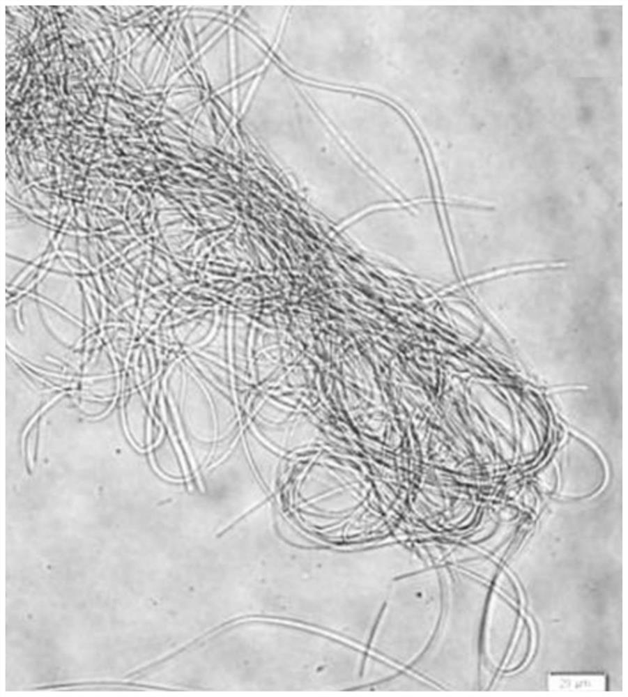 A kind of hot spring cyanobacteria with high temperature tolerance and high carbohydrate yield and its application