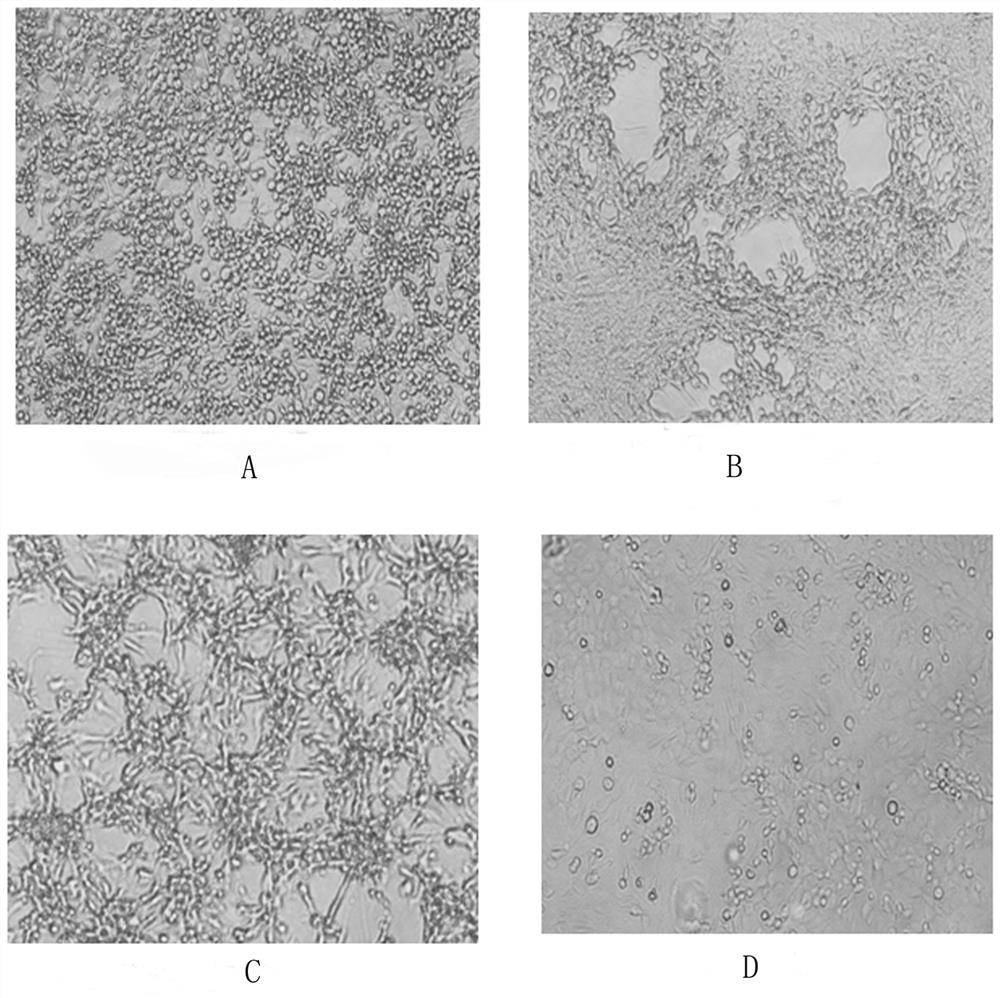 Triple vaccine for feline calicivirus infection, feline infectious rhinotracheitis and feline panleukopenia as well as preparation method and application thereof