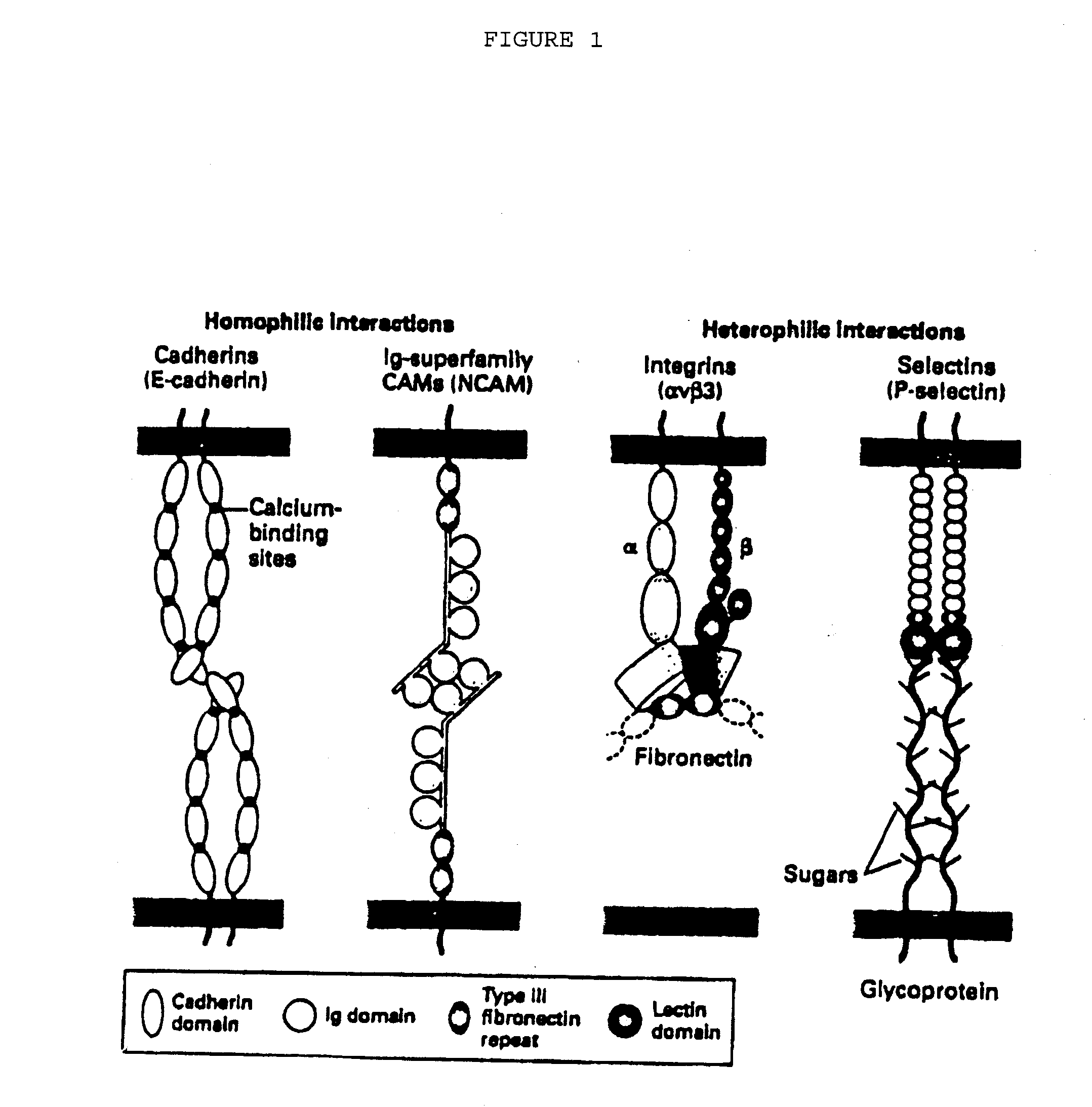 Methods of reducing extravasation of inflammatory cells