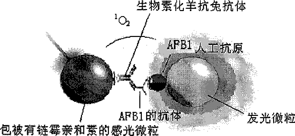 Light induced chemiluminescent immunoassay kit of aflatoxin B1 and detecting method thereof