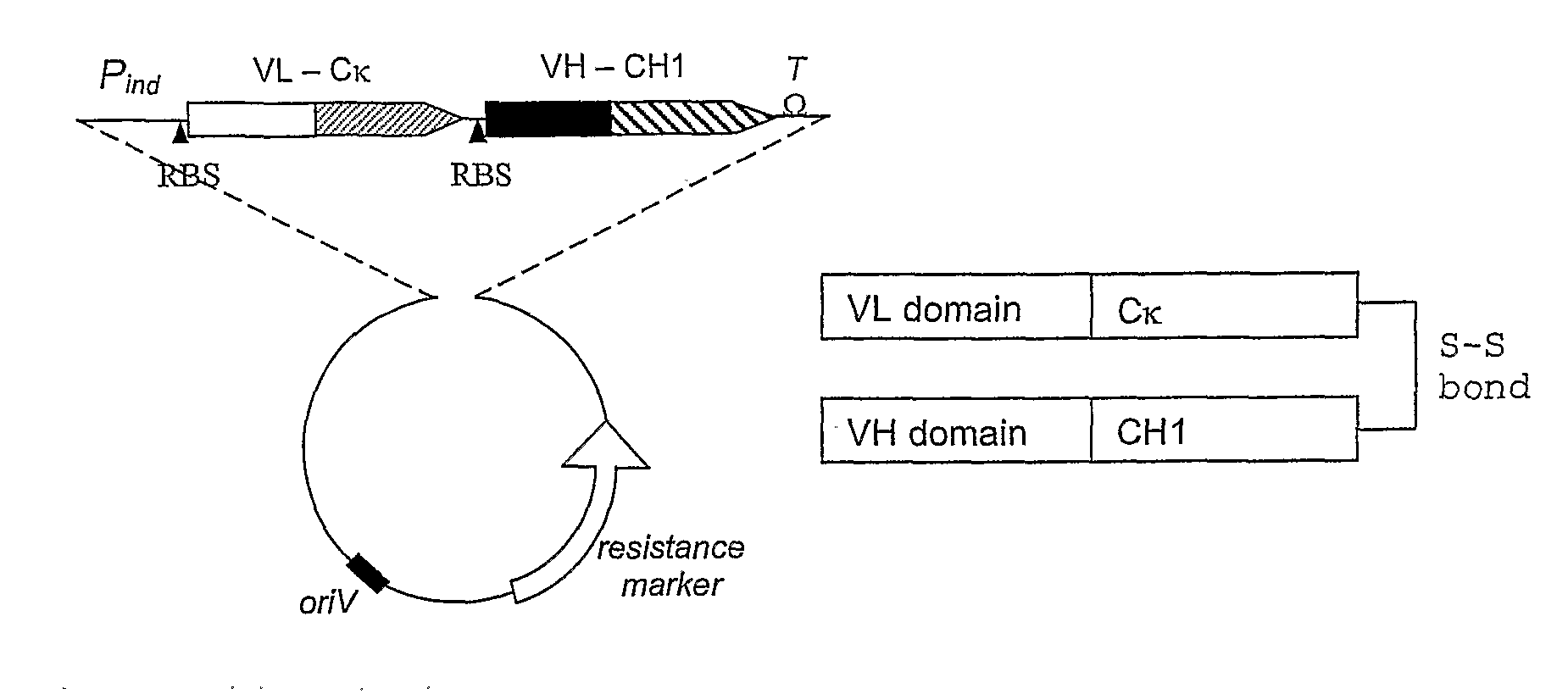 Stable and soluble antibodies inhibiting TNF alpha