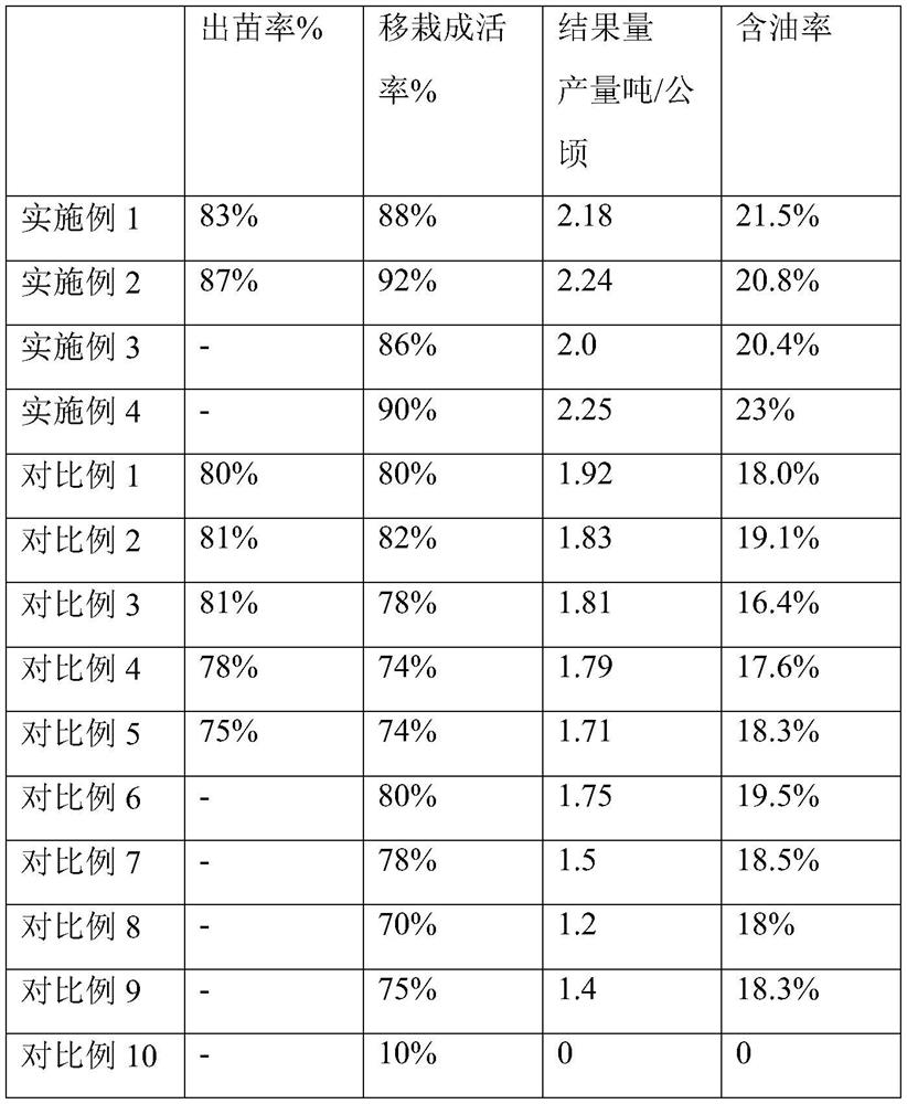 Cultivation method of Fengdan oil peony in Yanbian area