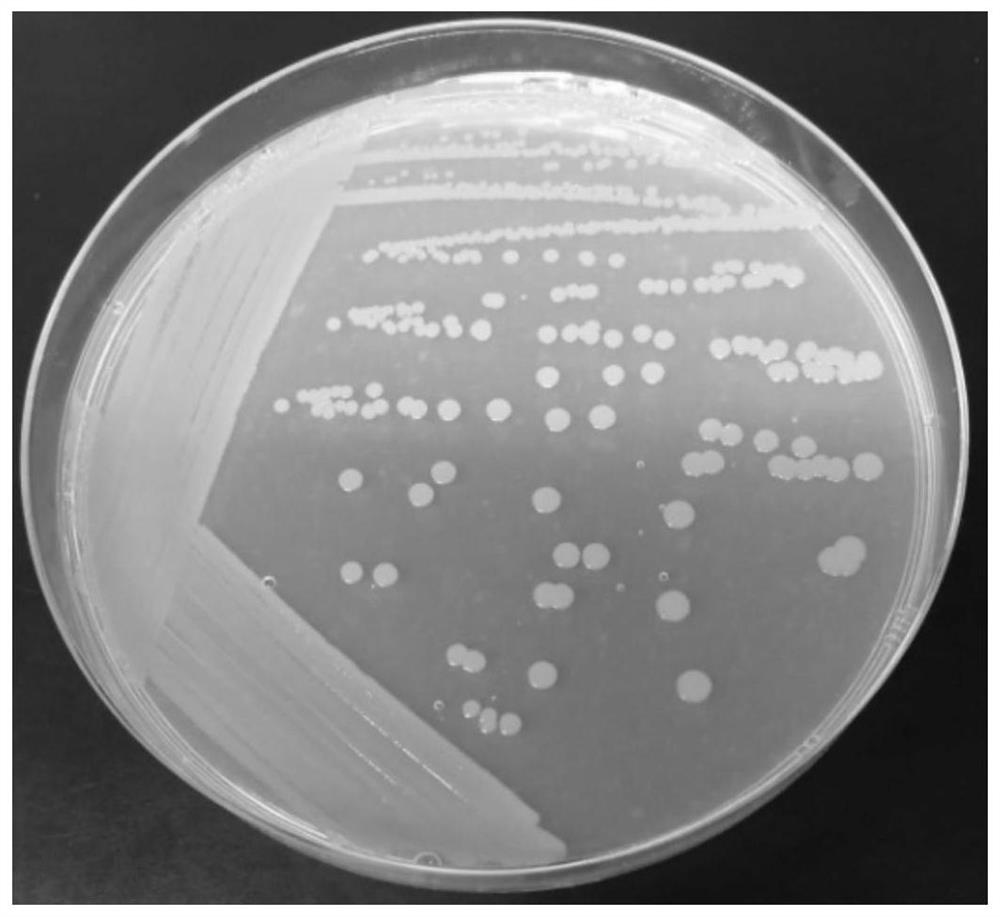 A kind of thermophilic deep-sea microbacterium and its application