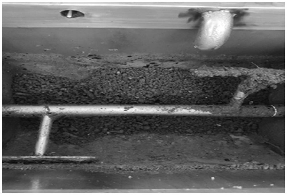 A kind of microbial bacterial agent and application for high-temperature biodegradation of kitchen waste