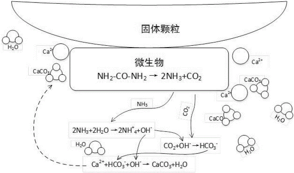 Method for strengthening flow conductivity of hydraulic fracture of soft coal bed