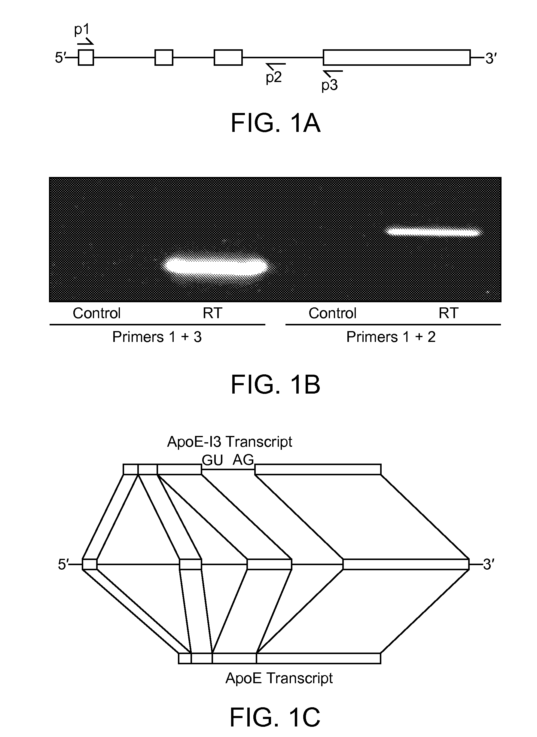 Nucleic acid encoding apolipoprotein E-I3