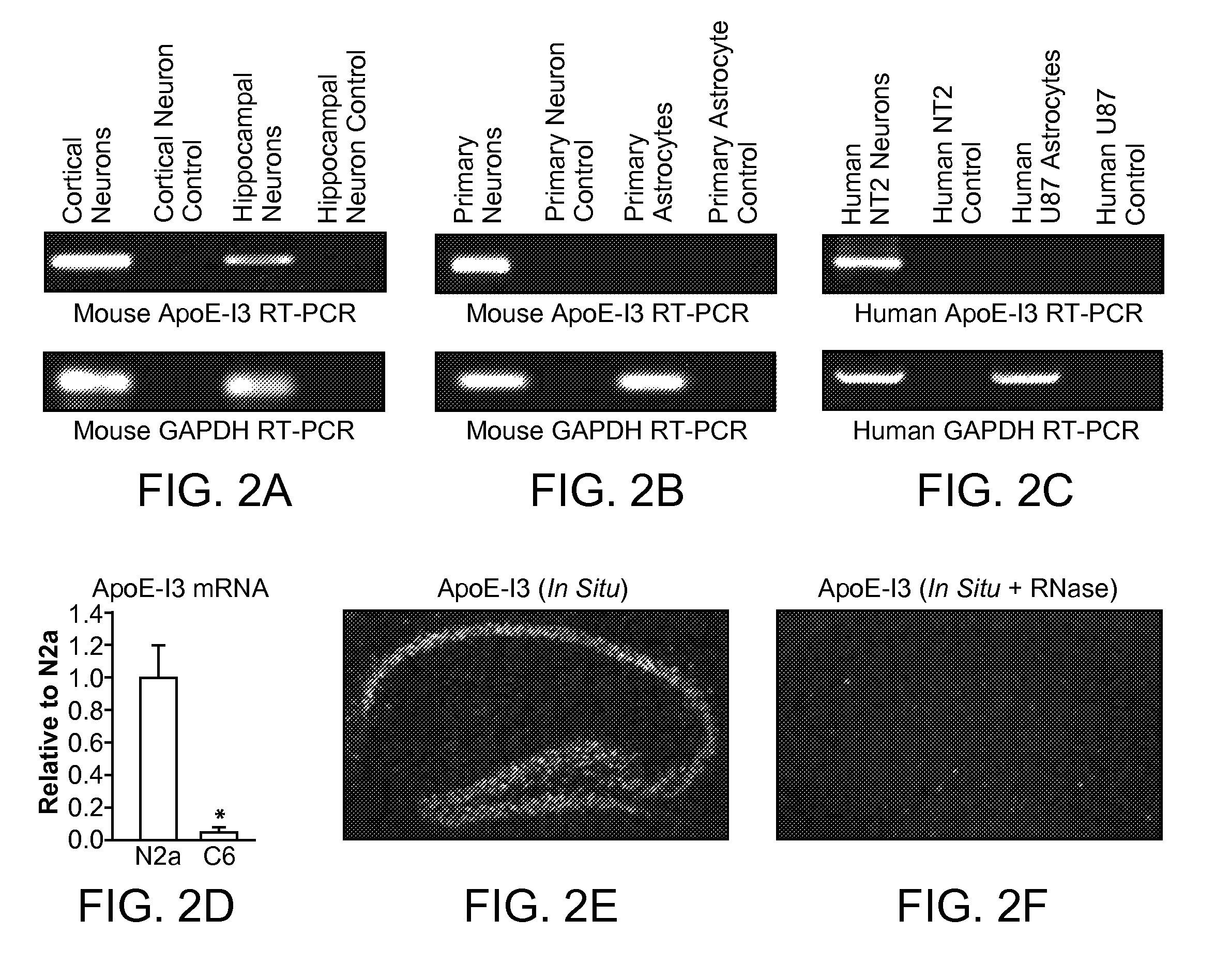 Nucleic acid encoding apolipoprotein E-I3