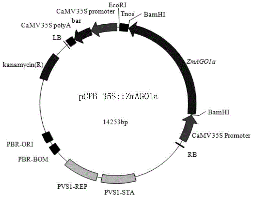 ZmAGO1a protein as well as coding gene and application thereof