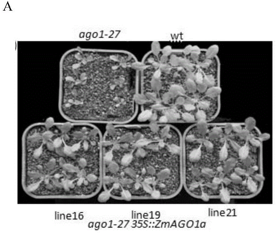 ZmAGO1a protein as well as coding gene and application thereof