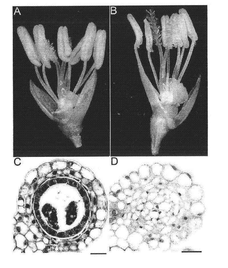 Rice male sterile protein and coding gene and application thereof