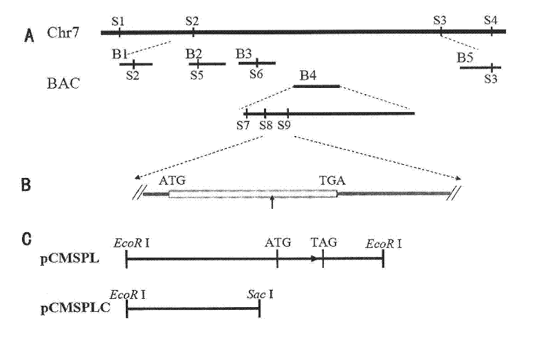 Rice male sterile protein and coding gene and application thereof