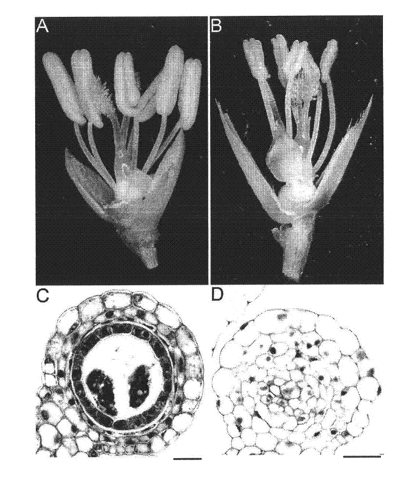 Rice male sterile protein and coding gene and application thereof