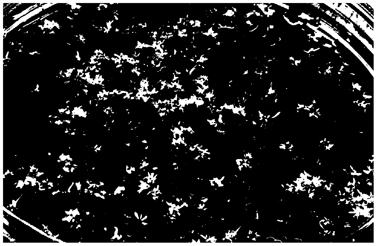 Liquid suspension culture method capable of promoting somatic embryo maturation of Liquidambar spp. plants