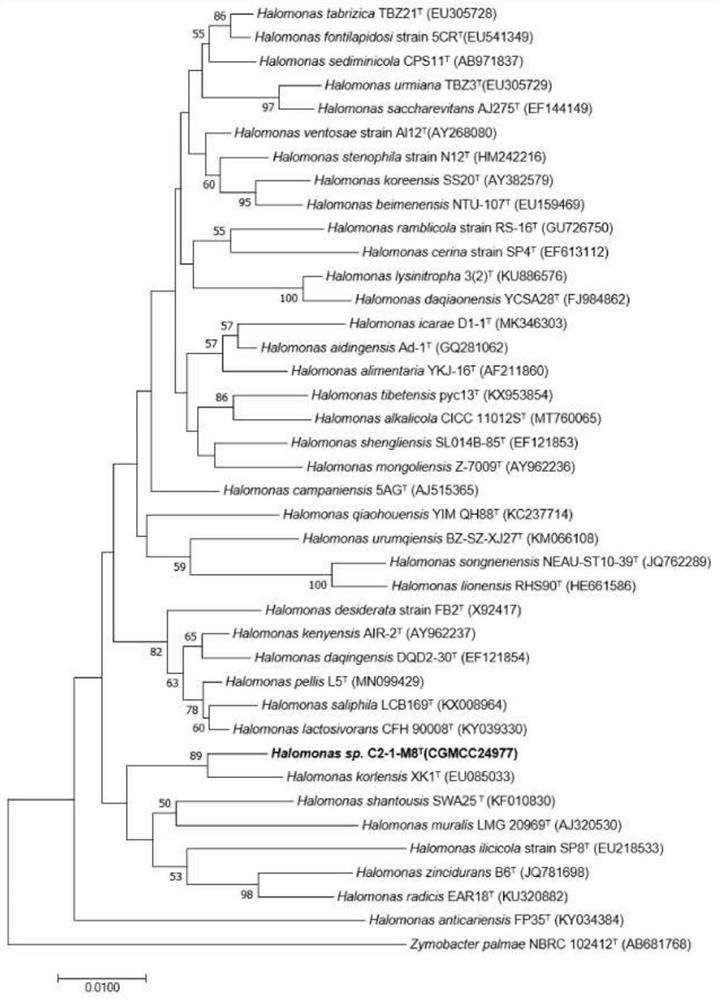 Halomonas strain and application thereof