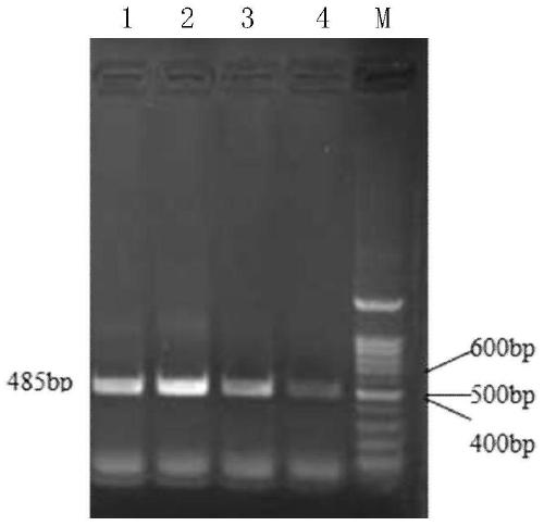 Wheat 3-hydroxy-3-methylglutaryl-CoA reductase gene tahmgr and its isolation and clone, site-directed mutagenesis and detection method of enzyme function