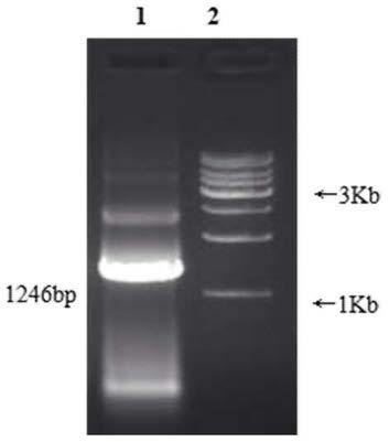 Wheat 3-hydroxy-3-methylglutaryl-CoA reductase gene tahmgr and its isolation and clone, site-directed mutagenesis and detection method of enzyme function