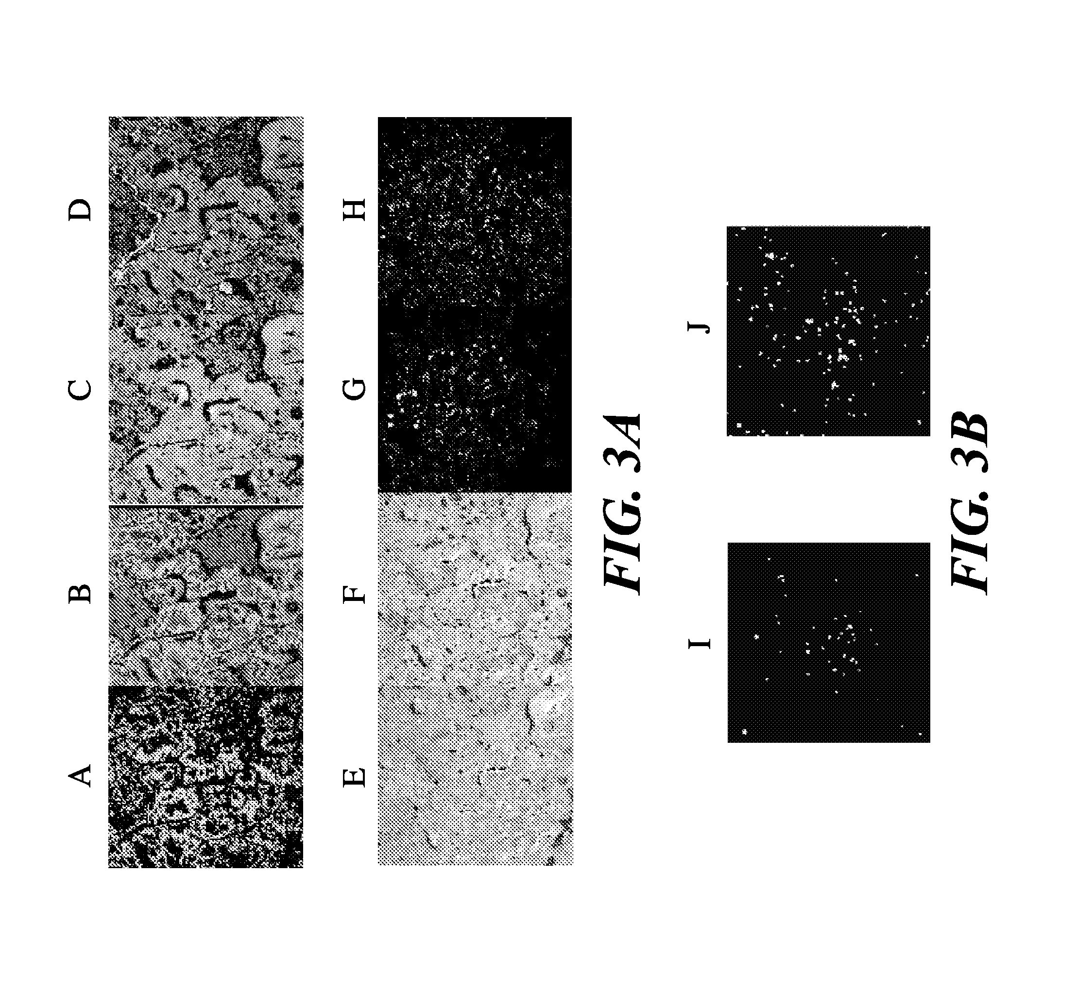 Methods of detecting dna, RNA and protein in biological samples