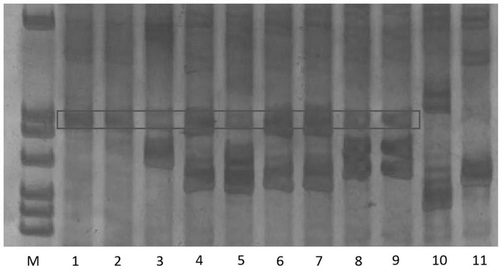 A method of using high temperature to cultivate gynogenetic bream pseudo-male fish