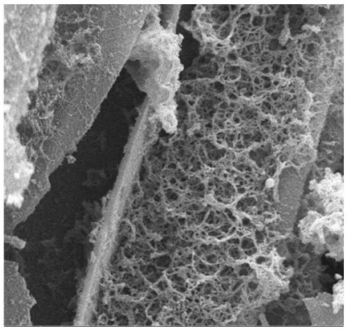 Rod-like polyaniline/wood electrode material as well as preparation method and application thereof