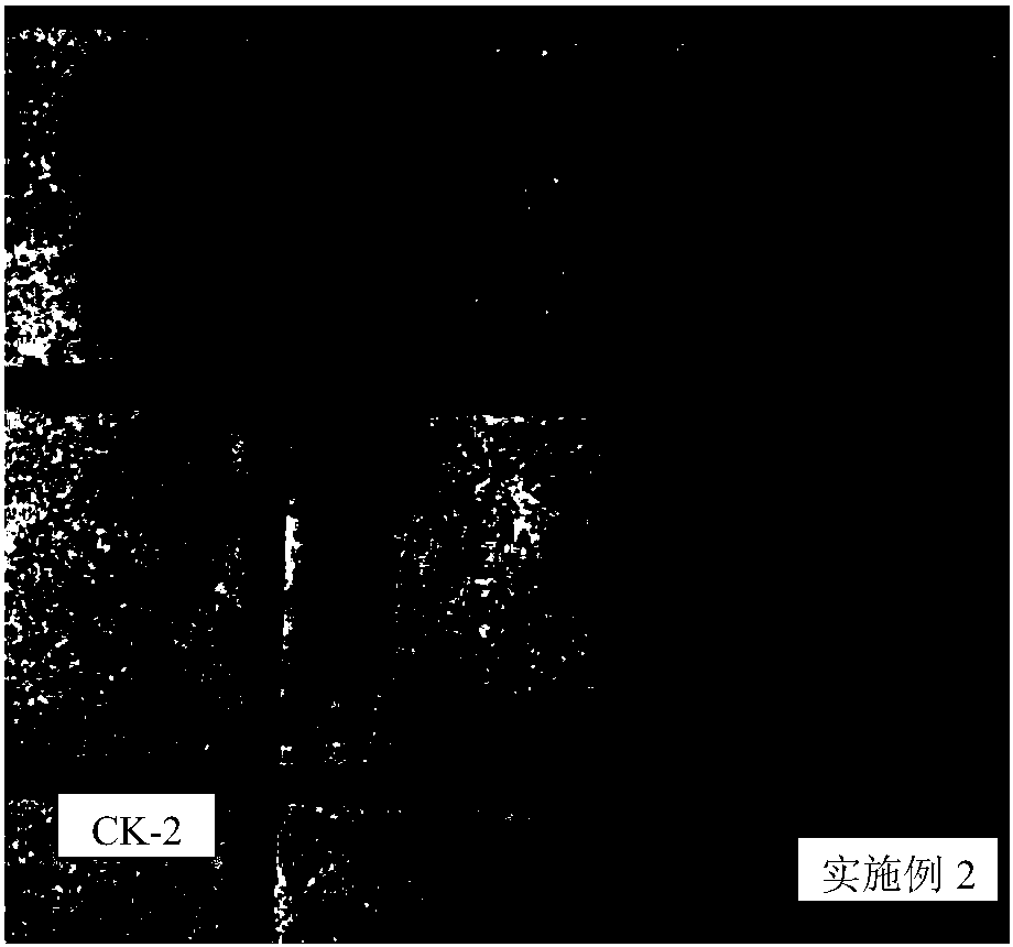 Rooting promoting liquid fertilizer, and preparation method and application thereof