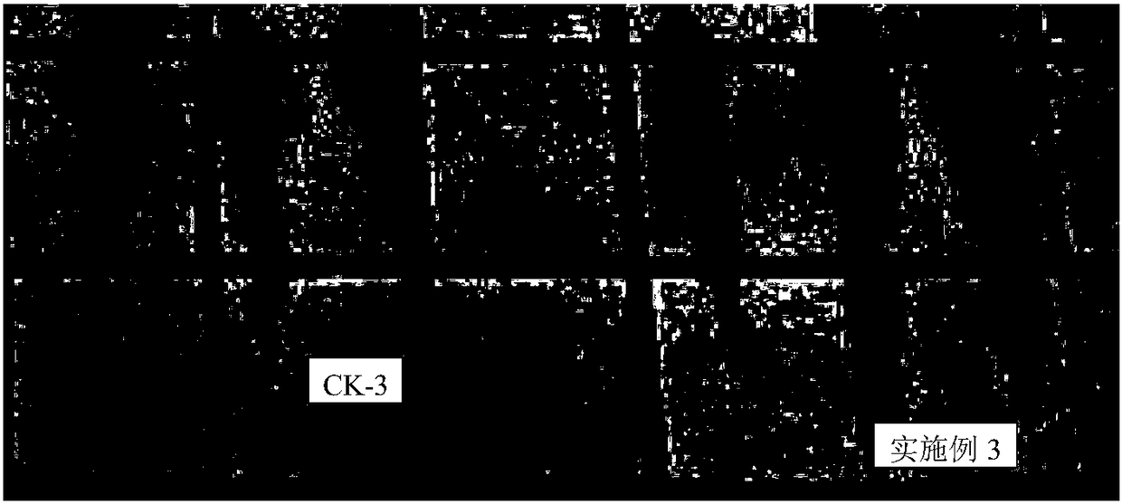 Rooting promoting liquid fertilizer, and preparation method and application thereof