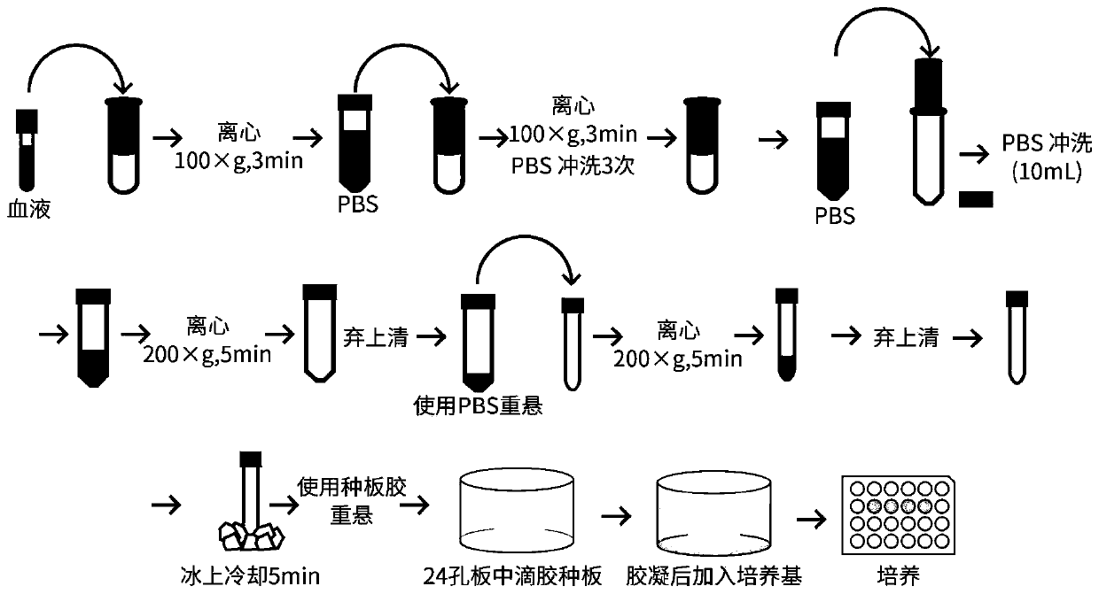 Method for culturing and subculturing intestinal cancer organoid derived from circulating tumor cells