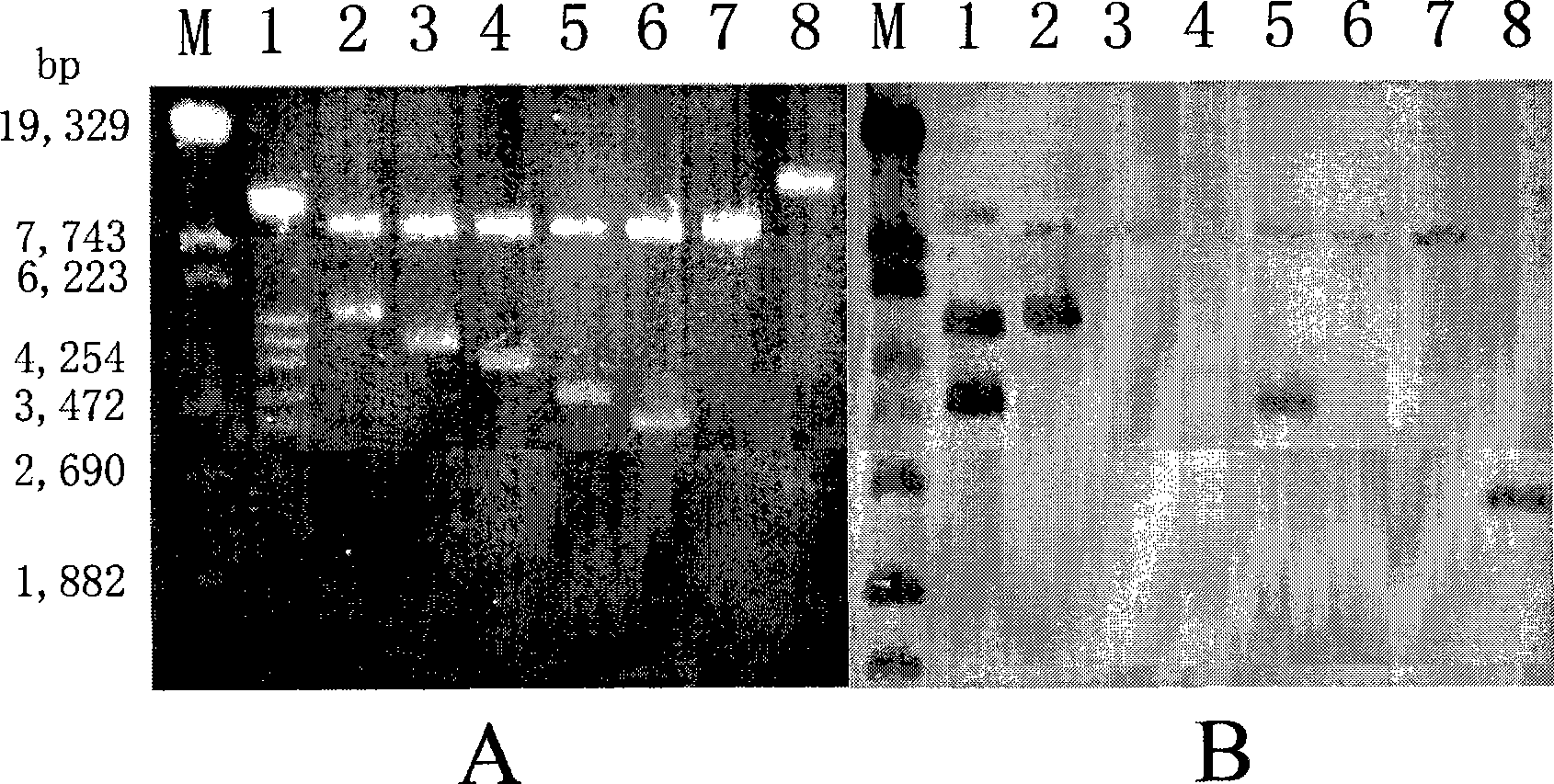 Avirulence gene avrxa5 capable of stimulating rice to generate disease resistance response