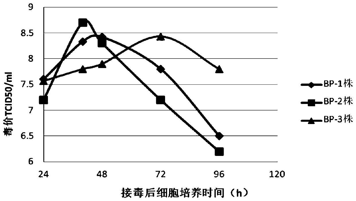 BHK-21 cell line BHK-21-BP-2 clones and application thereof in full suspension cell culture