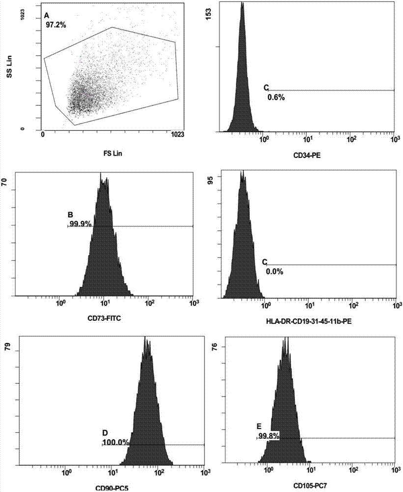 Method for obtaining a large number of adipose-derived mesenchymal stem cells from fat