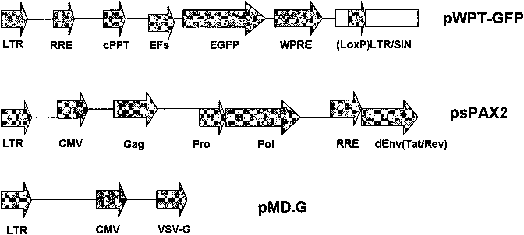 Immortalized human liver cell line, preparation method and application thereof