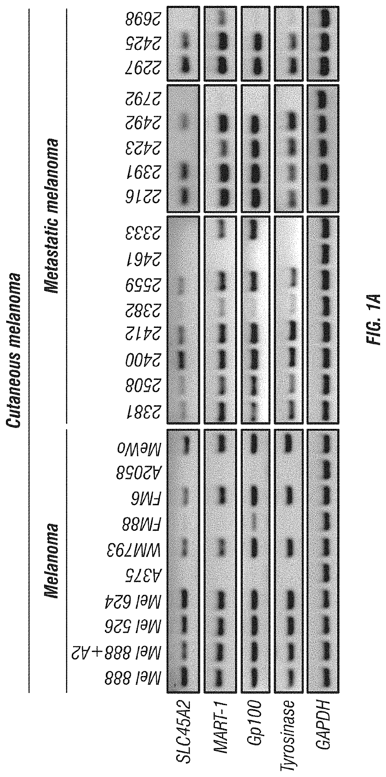 Slc45a2 peptides for immunotherapy