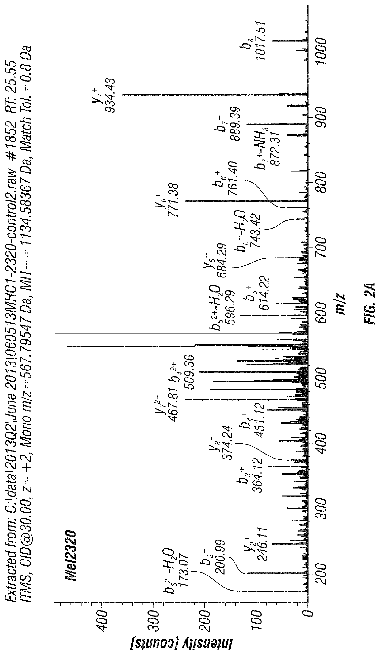 Slc45a2 peptides for immunotherapy