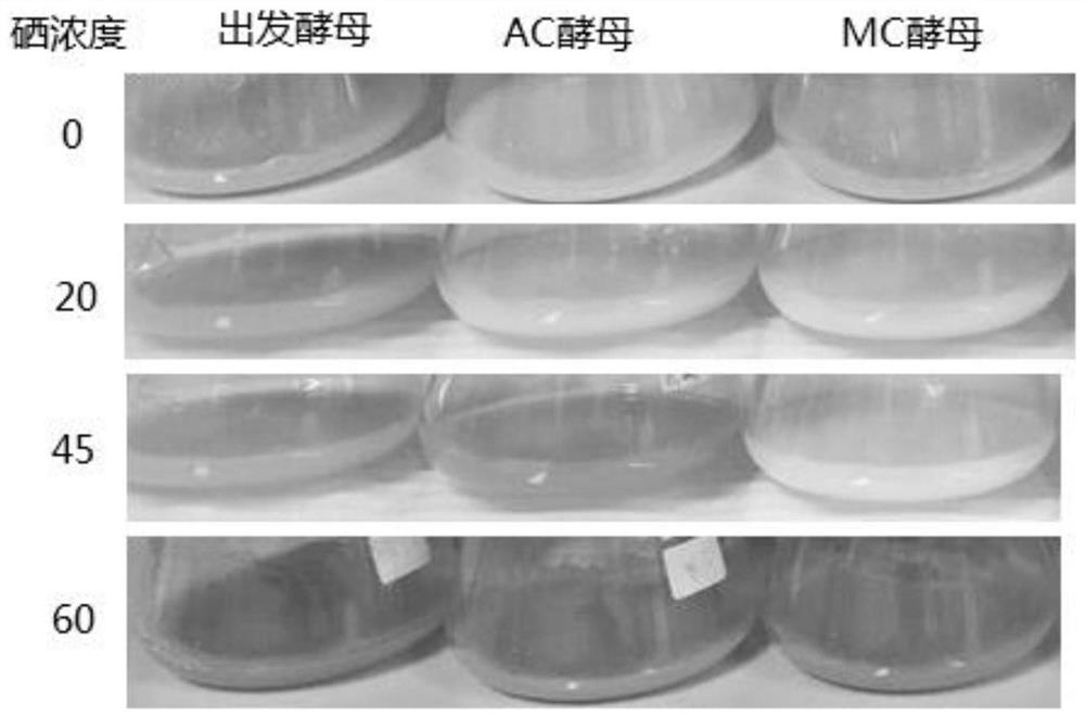 A kind of method and application of improving microbial organic selenium synthesis ability based on sulfur-containing protein overexpression