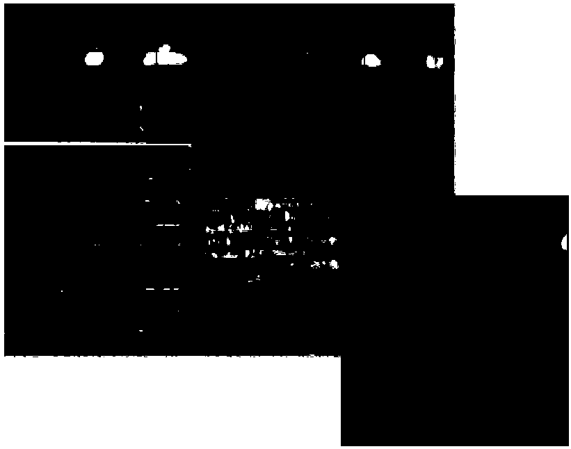 Method for removing rain in video based on noise modeling