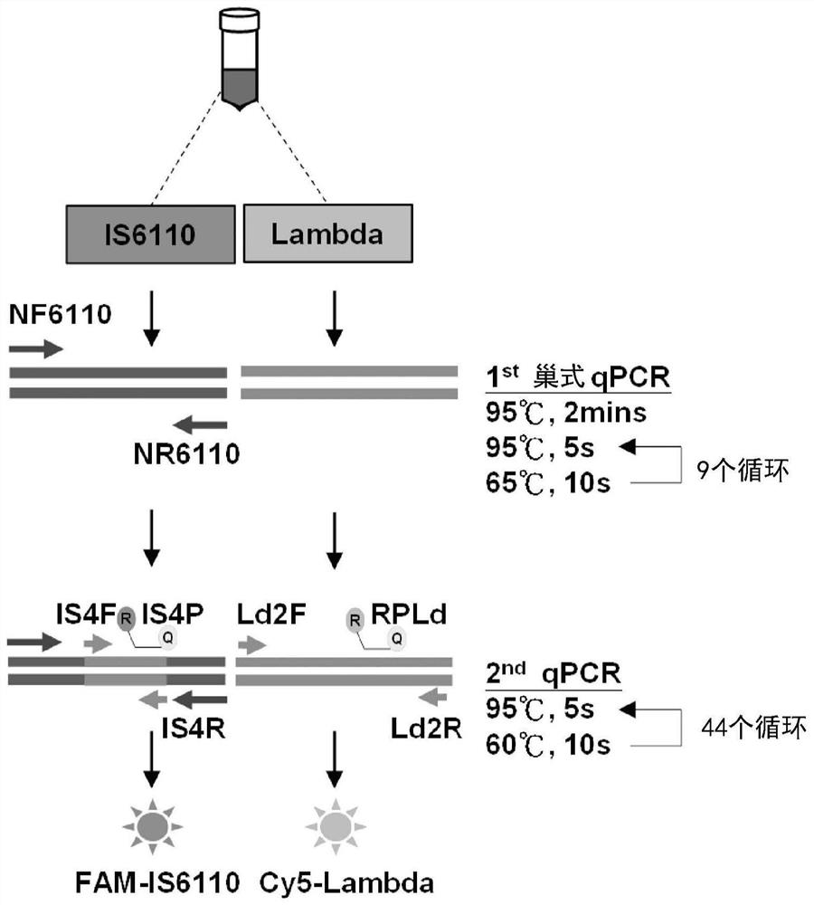 Mycobacterium tuberculosis detection method and detection kit