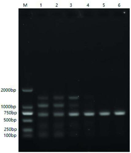 A kit for detecting bovine circovirus and a RT-PCR detection method