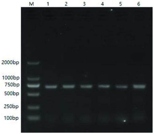 A kit for detecting bovine circovirus and a RT-PCR detection method