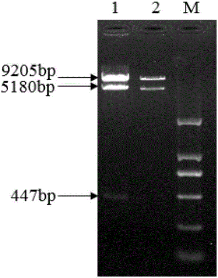 Method for site-directed mutation of rice CENH3 gene by using CRISPR-CAS9 technology