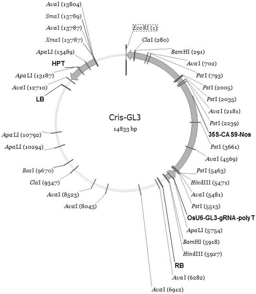 Method for site-directed mutation of rice CENH3 gene by using CRISPR-CAS9 technology