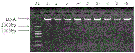 Source tracing method for bacteria in infant formula milk powder