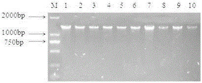 Source tracing method for bacteria in infant formula milk powder