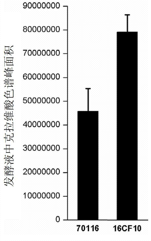 Streptomyces clavuligerus for high-yield clavulanic acid and application of streptomyces clavuligerus