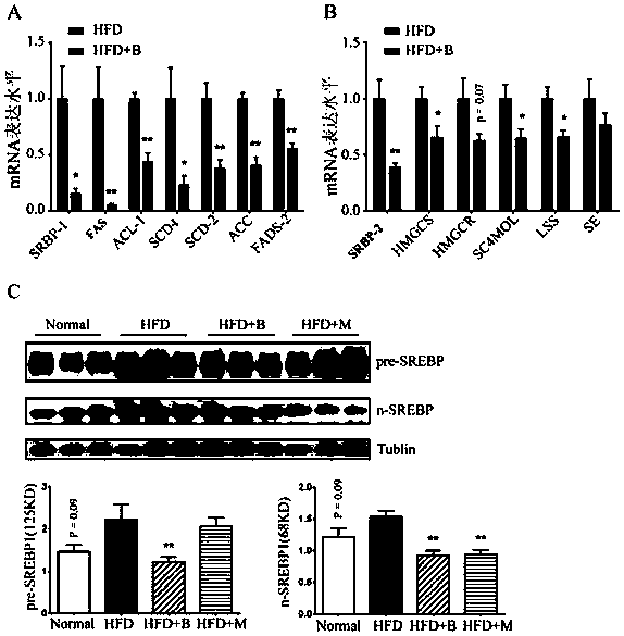 A kind of medicine for preventing and treating fatty liver and obesity and its application in pharmacy