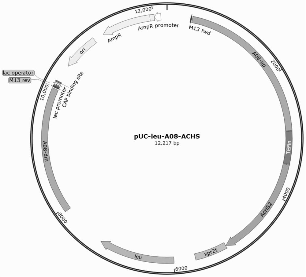 A recombinant Yarrowia lipolytica producing α-humulene and its construction method and application