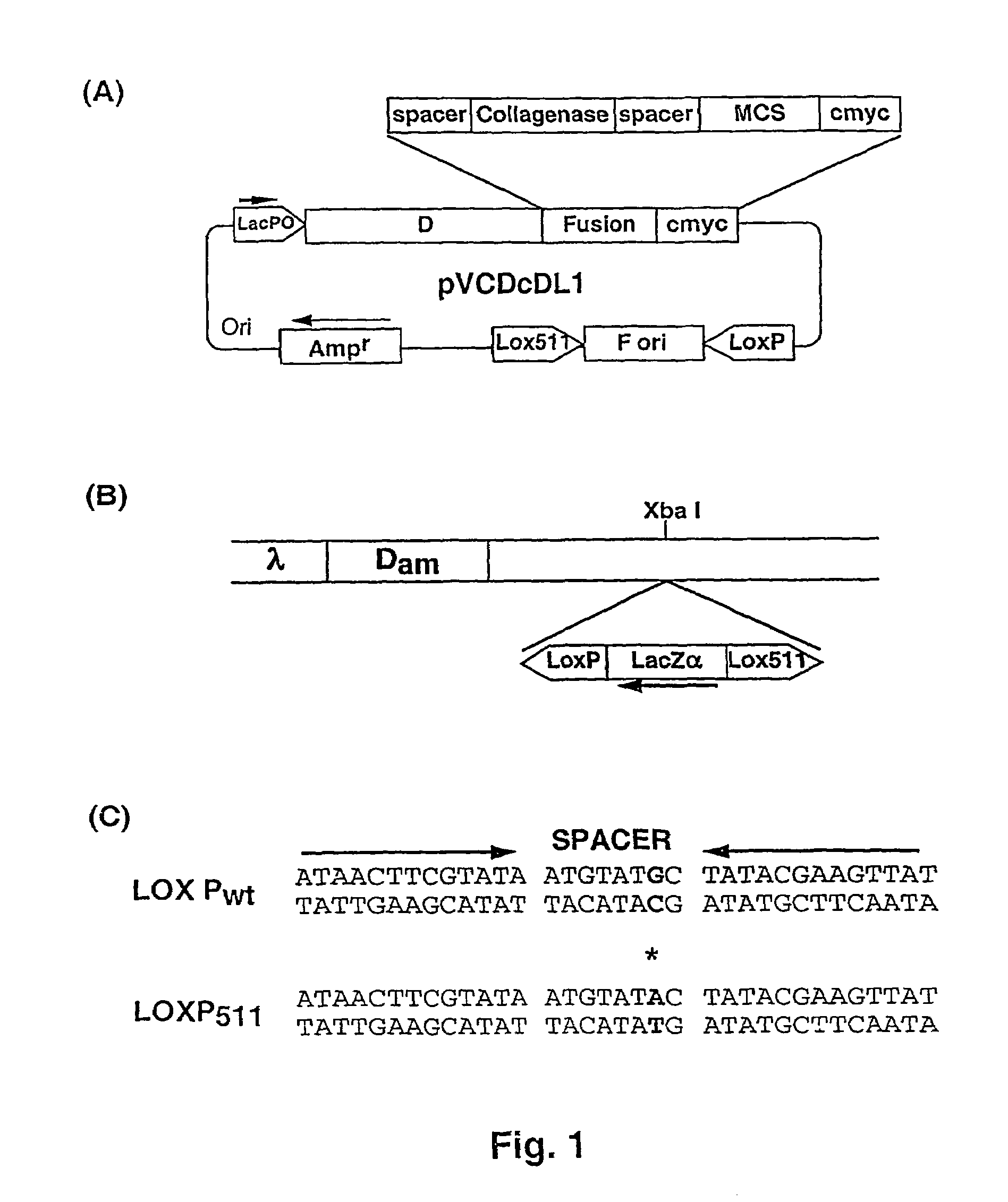 Lambda phage display system and the process