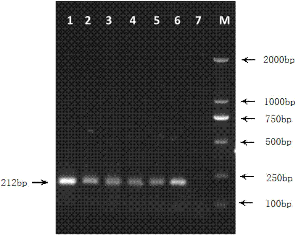 Primer and method for detecting tomato gray leaf spot germs