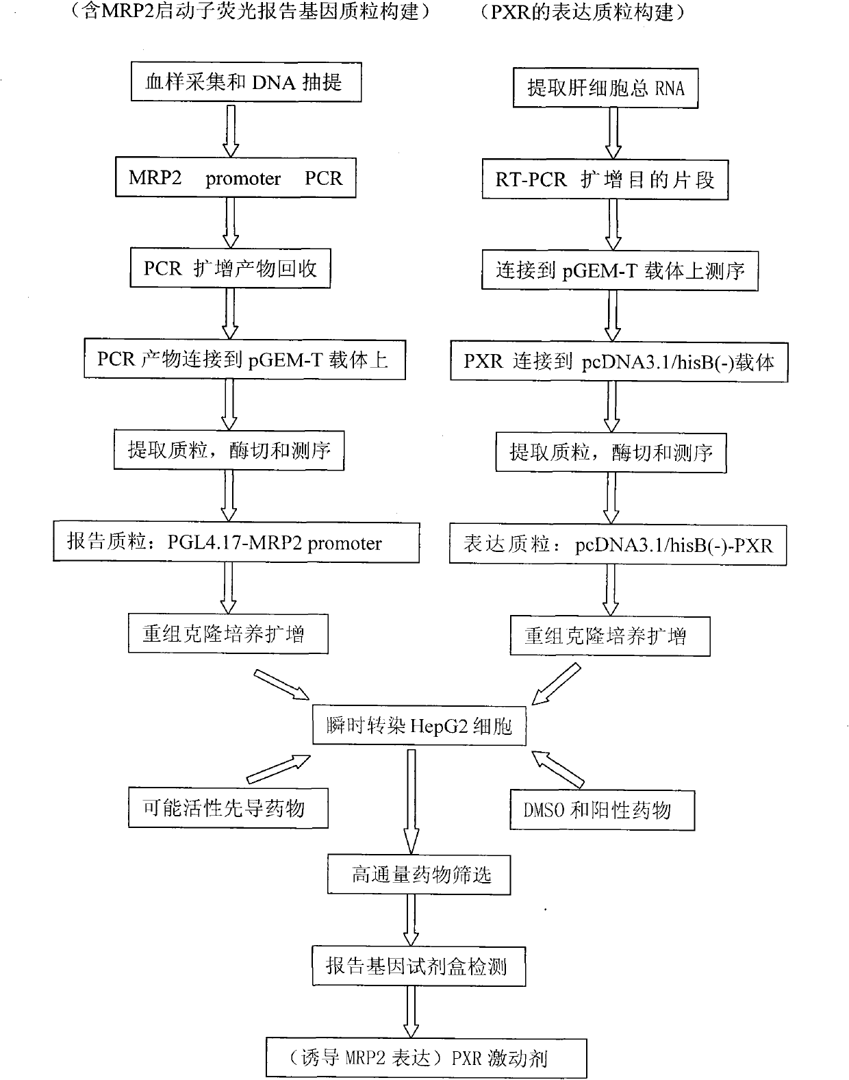 Pregnane X receptor (PXR)-multidrug resistance-associated protection (MRP2) luciferase reporter gene-expressing technical platform high-flux medicament screening method